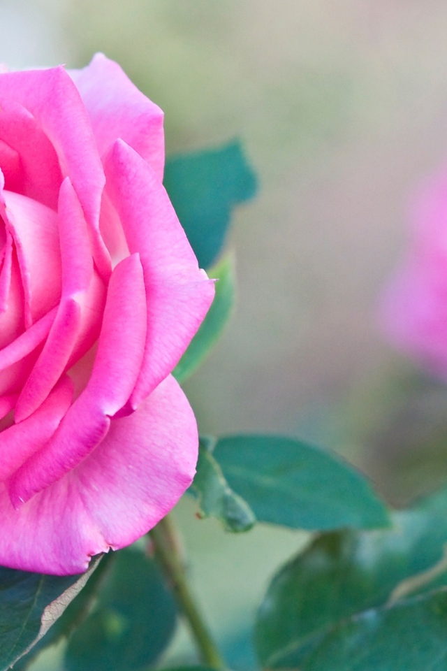 Садовая розовая роза крупным планом