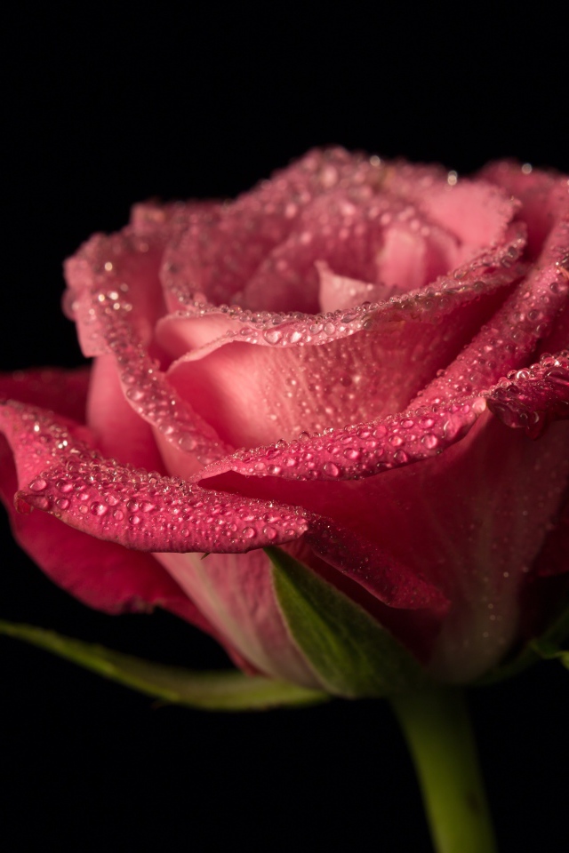 Розовая роза в каплях росы на черном фоне