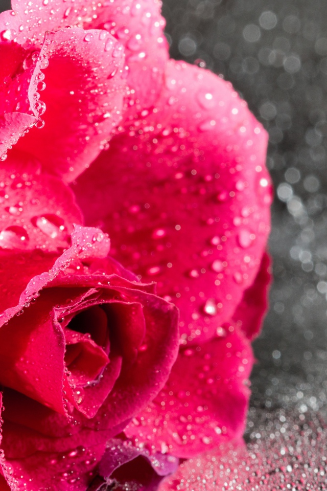 Розовая роза в каплях воды на сером фоне