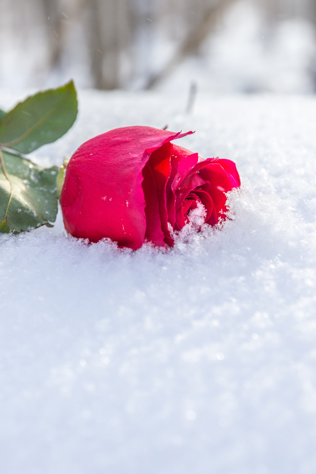 Розовая роза на снегу