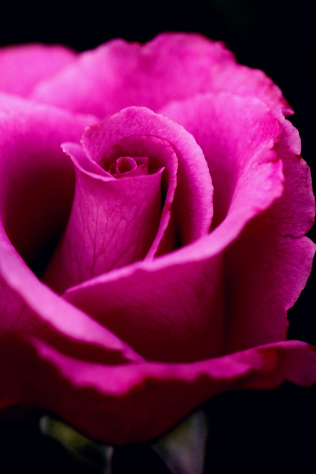 Розовая роза на черном фоне крупным планом