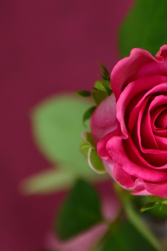 Розовая роза на розовом фоне