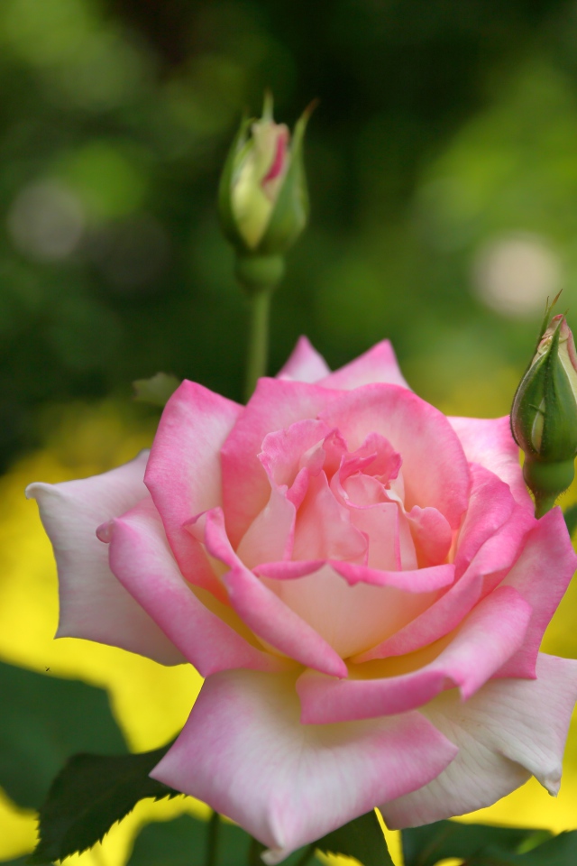 Розовая роза с двумя бутонами крупным планом