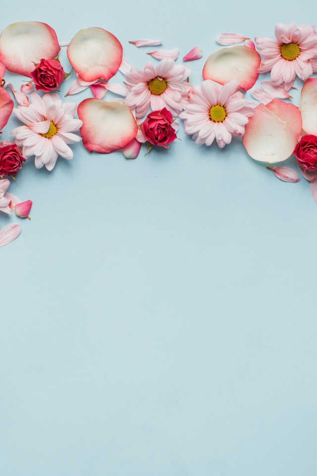 Розовые розы и хризантемы на голубом фоне 