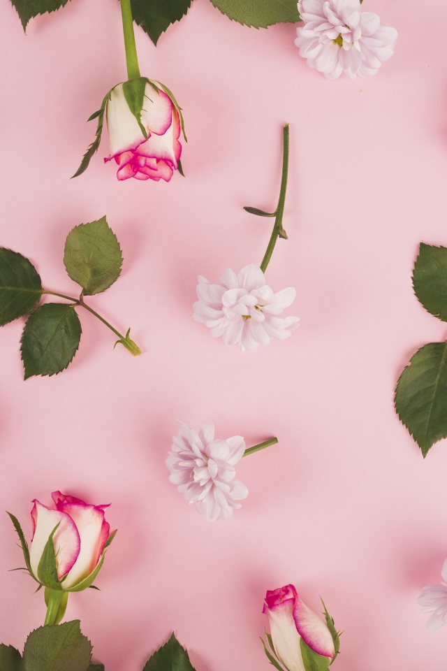 Розовые розы и хризантемы на розовом фоне 