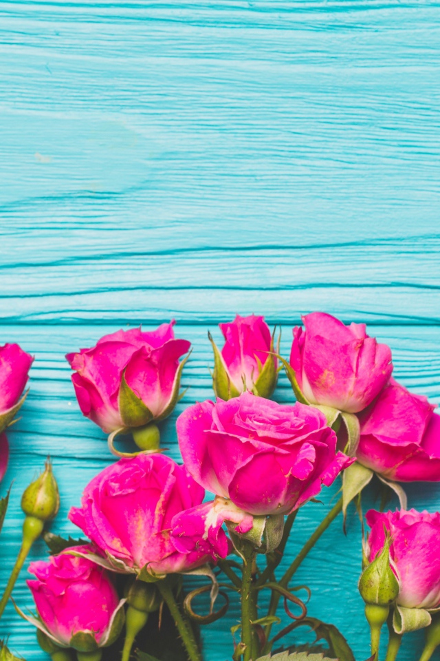 Розовые розы на голубом деревянном фоне