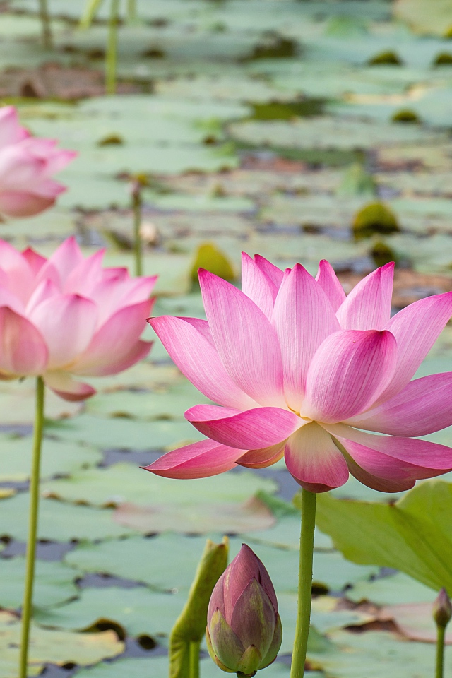 Розовые нежные цветы лотоса в воде