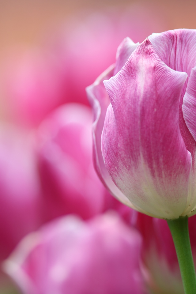 Розовый тюльпан крупным планом