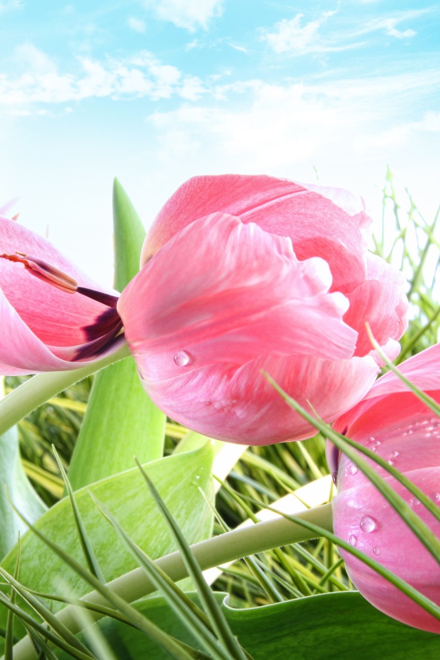 Розовые тюльпаны на фоне голубого неба