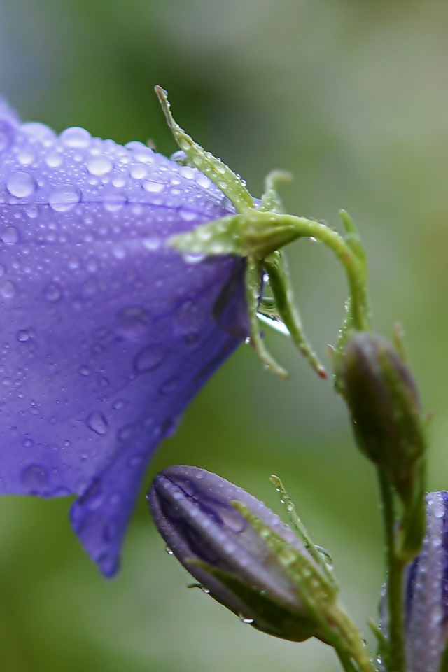 Фиолетовый колокольчик в каплях дождя