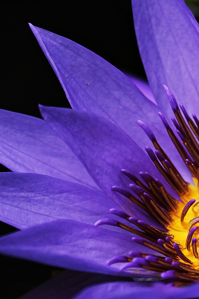 Фиолетовый цветок водяной лилии крупным планом на черном фоне