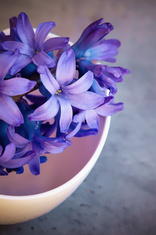 Фиолетовый цветок гиацинта на столе