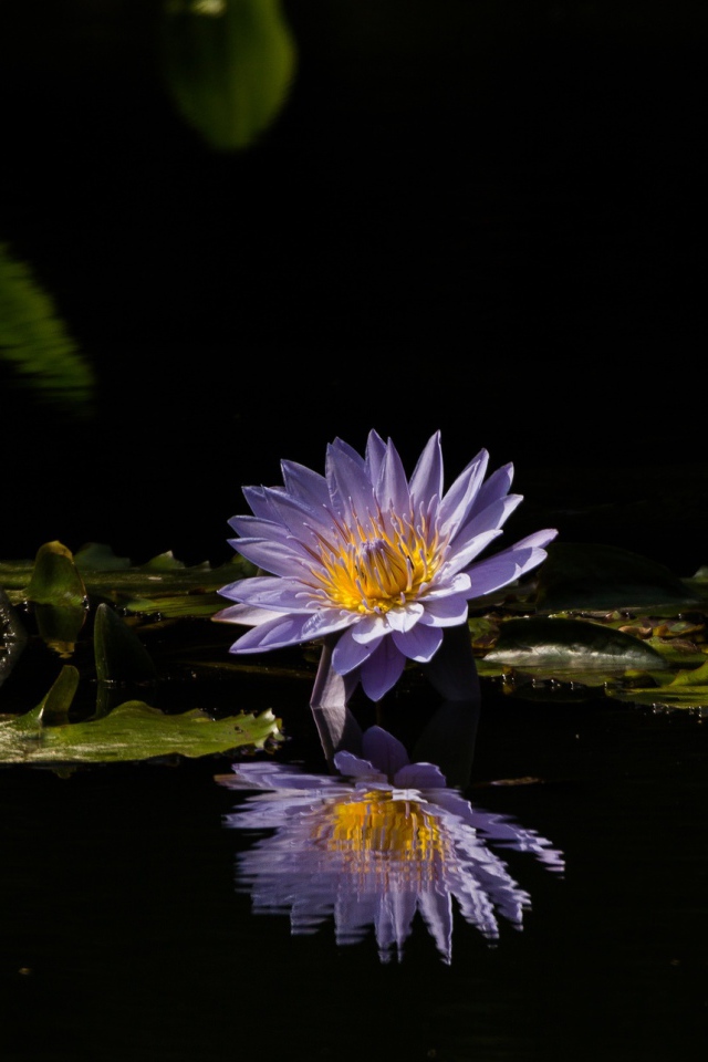 Фиолетовые цветы лотоса отражаются в воде 