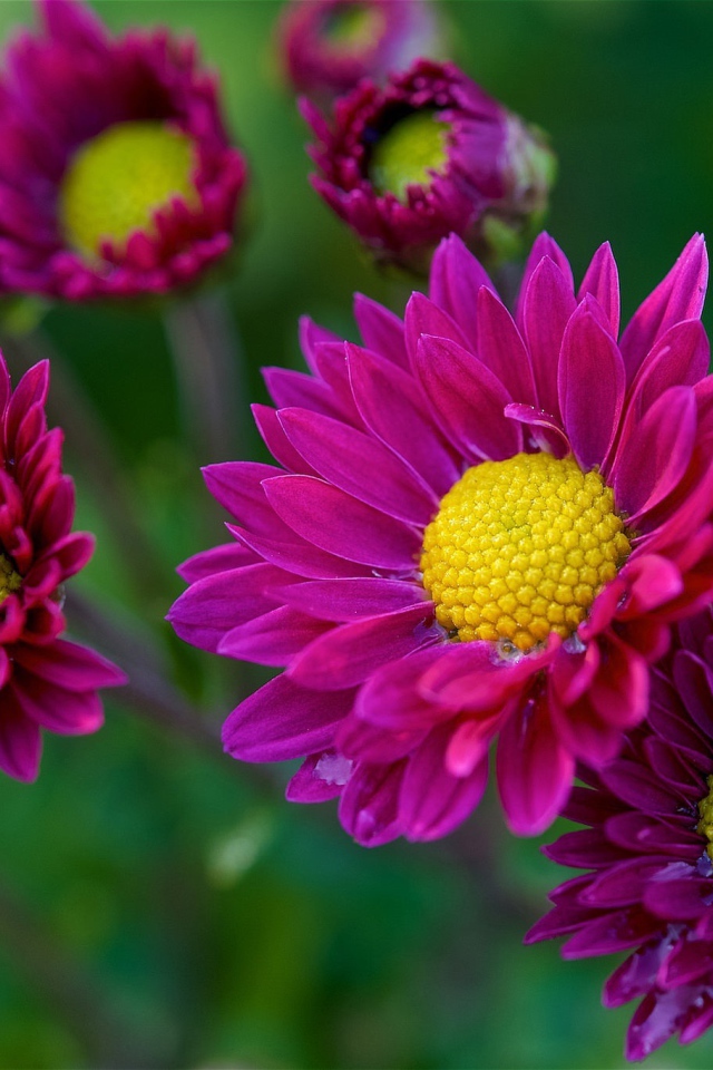 Фиолетовые цветы орхидеи с желтой серединой 