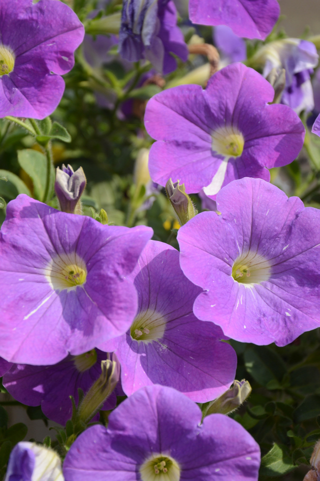 Фиолетовые цветы петунии в лучах солнца