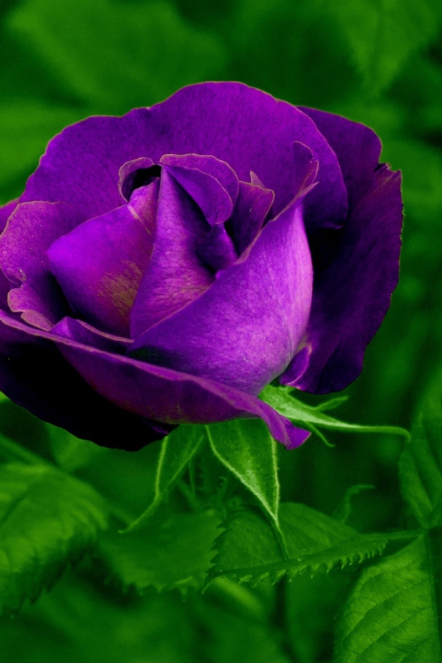 Фиолетовый цветок розы с зелеными листьями