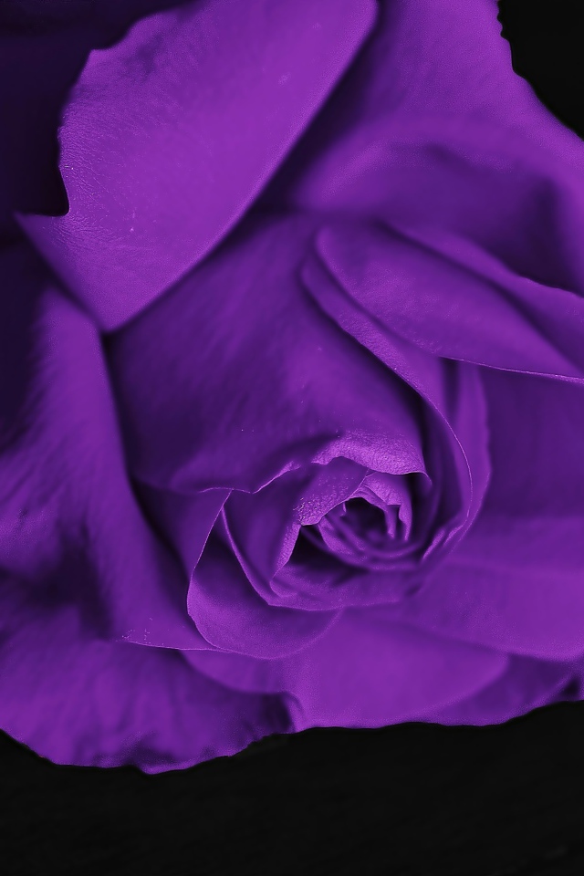 Фиолетовая роза на черном фоне крупным планом