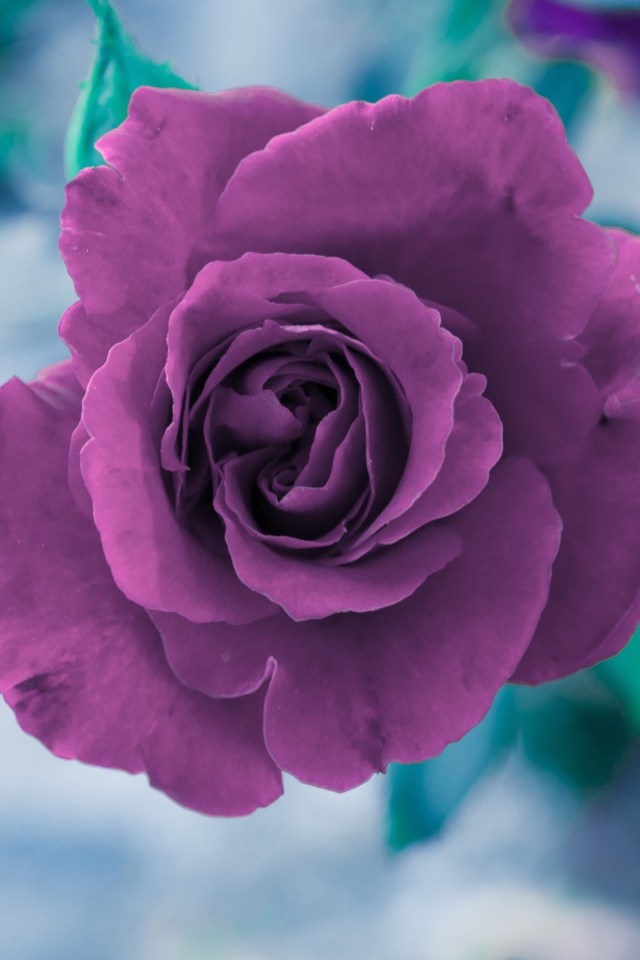 Фиолетовая роза вид сверху 