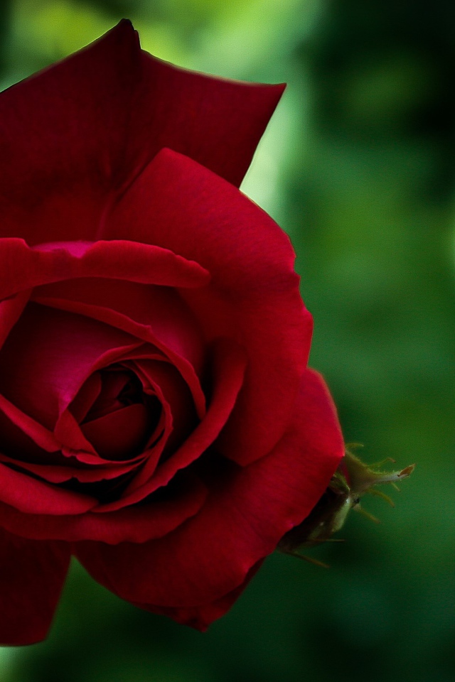 Красная красивая садовая роза крупным планом