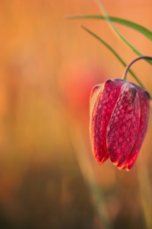 Красный цветок рябчик шахматный