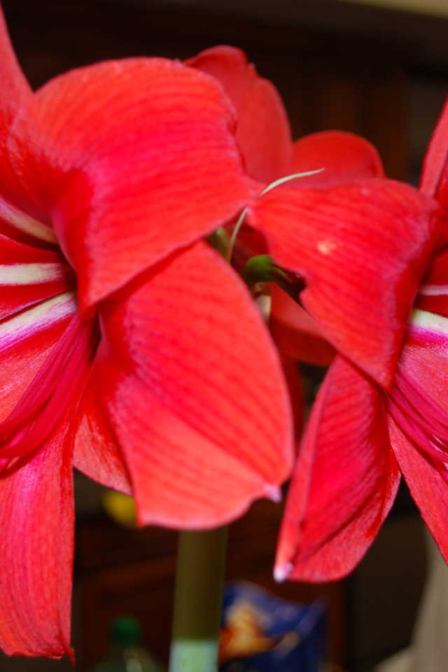 Красные цветы амариллис 