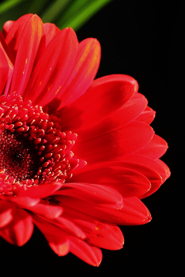 Красный цветок герберы на черном фоне крупным планом