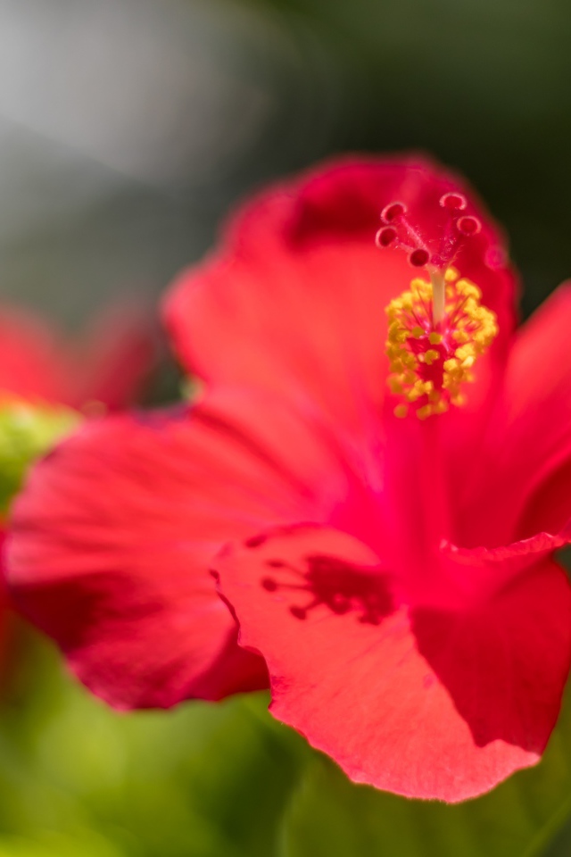 Красный цветок гибискуса в лучах солнца крупным планом 