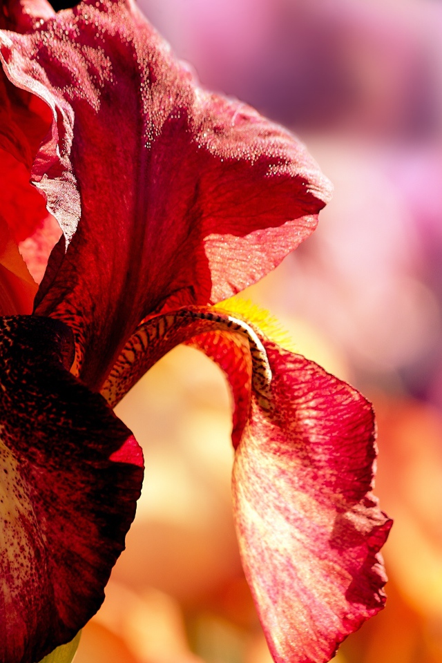 Красный цветок ириса крупным планом