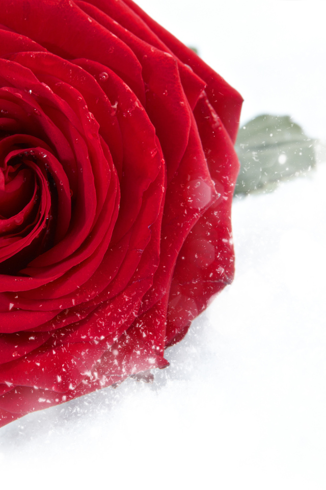 Красная крупная роза в снегу