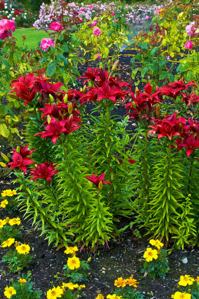 Красные лилии и розы на клумбе