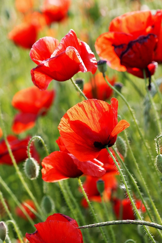 Красные полевые маки летом крупным планом