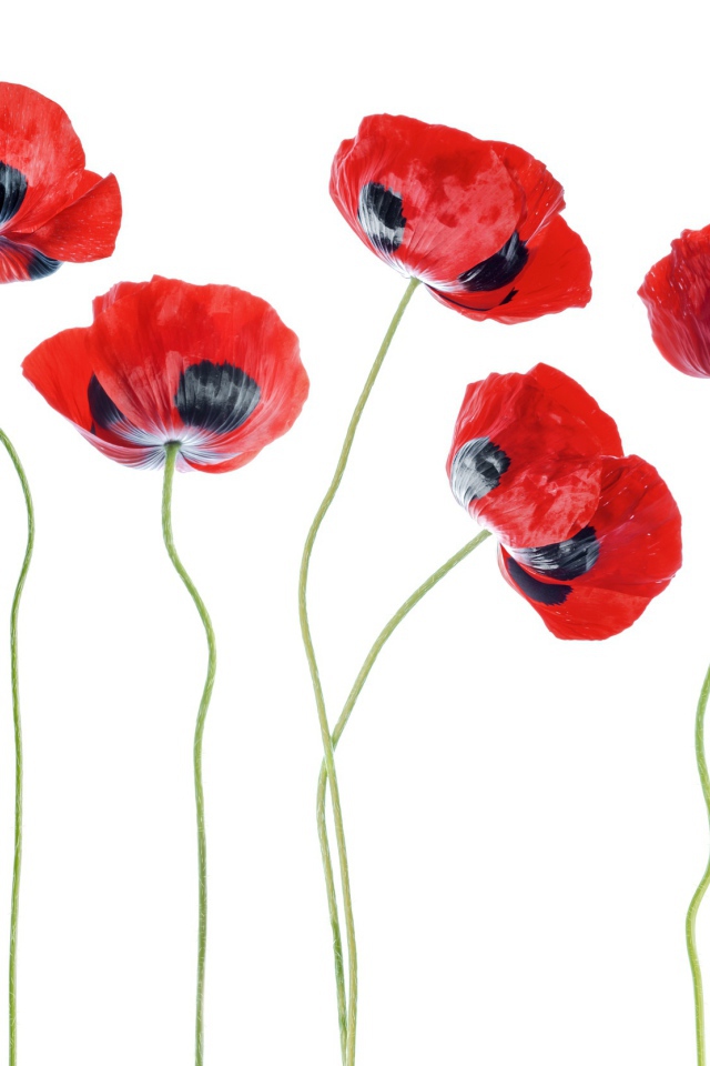 Красные маки на белом фоне