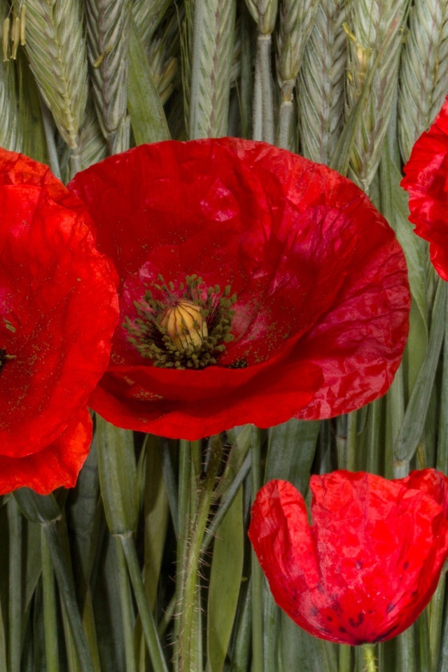 Красные цветы мака на зеленых колосках пшеницы 