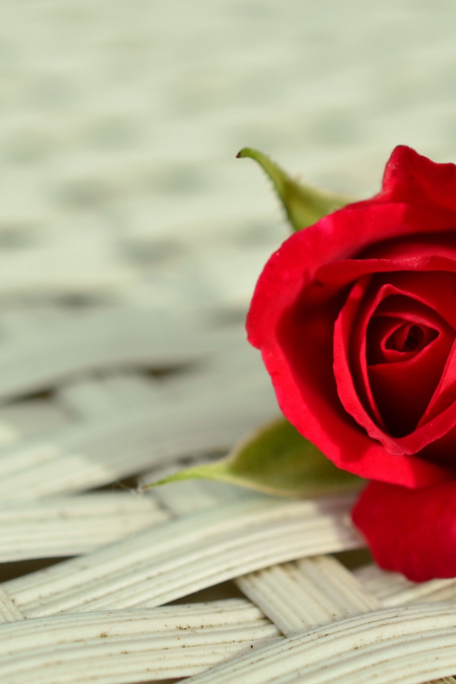 Красный цветок розы на плетеной поверхности 