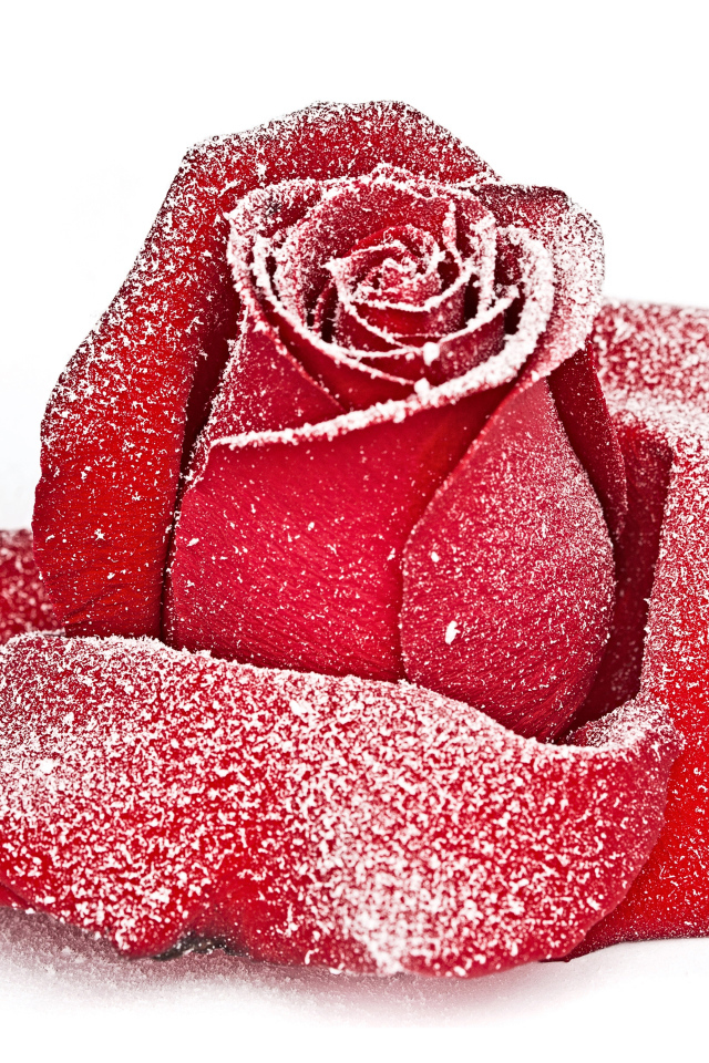 Сорванная красная роза в инее на снегу 