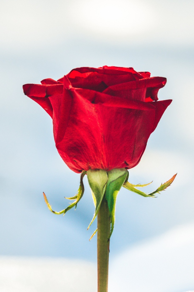 Красная роза вставлена в снег