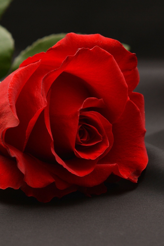 Красная роза на сером фоне