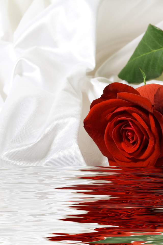 Красная роза с белой шелковой тканью в воде