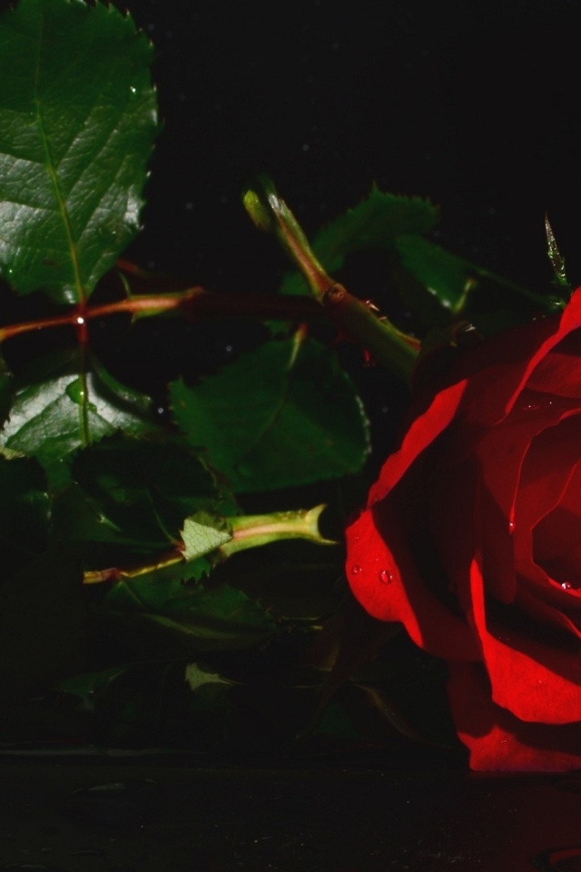 Красная роза с зелеными листьями в воде