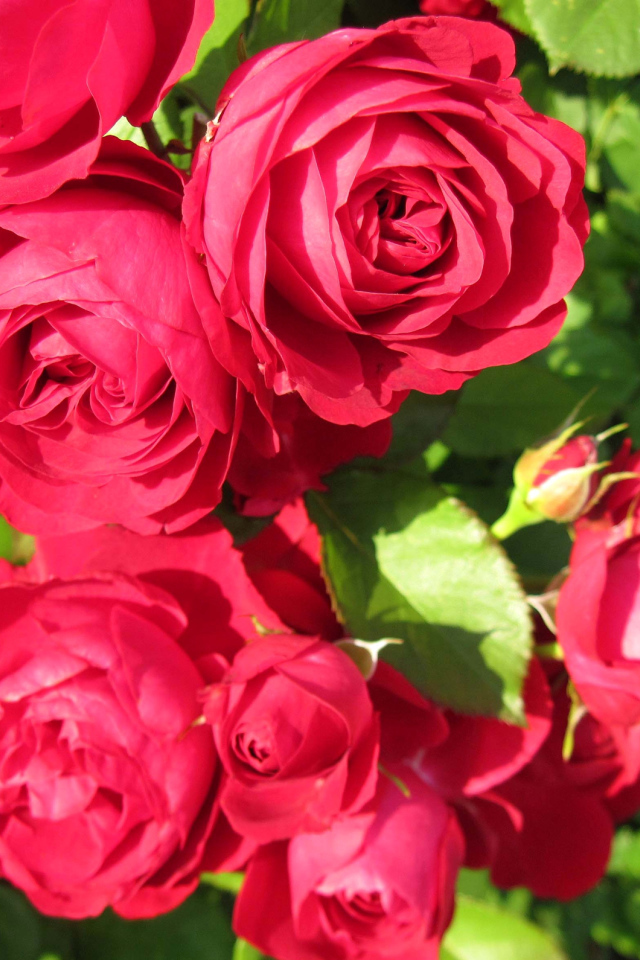 Красные розы крупным планом