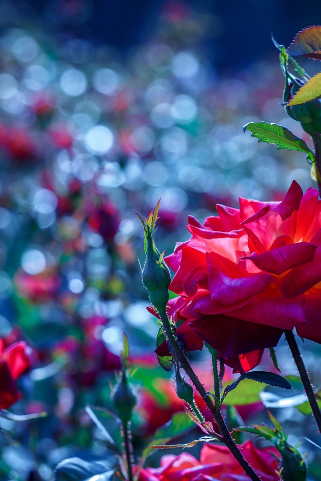 Красные розы с бутонами в саду