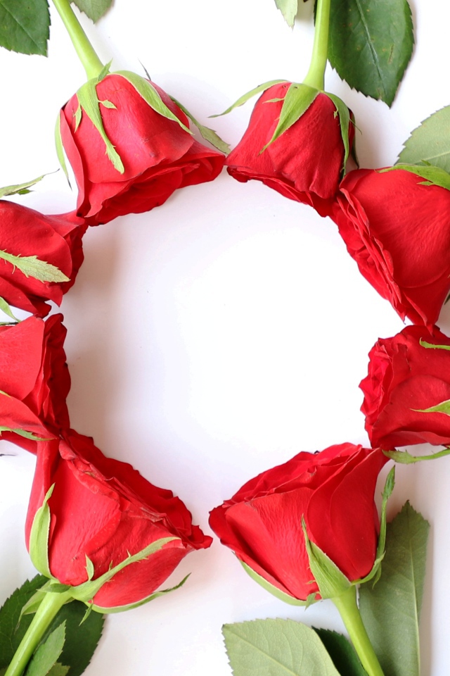 Красные розы с зелеными листьями на белом фоне