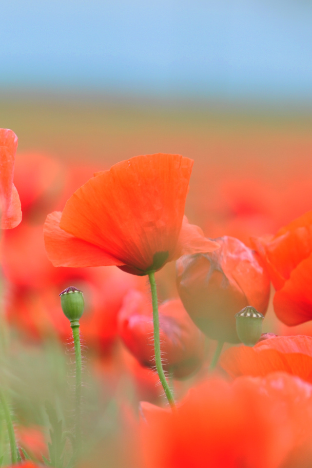 Красные летние полевые маки крупным планом 