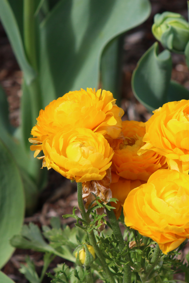 Красный тюльпан и желтые лютики на клумбе