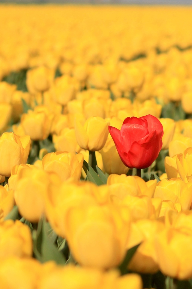 Красный тюльпан на поле с желтыми тюльпанами