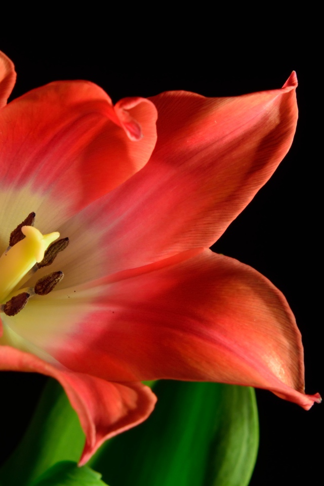 Красный тюльпан с зелеными листьями на черном фоне