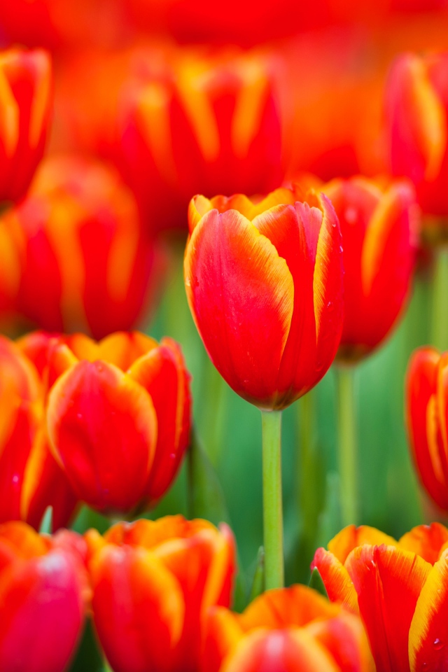 Красные тюльпаны с желтыми ободками на лепестках 