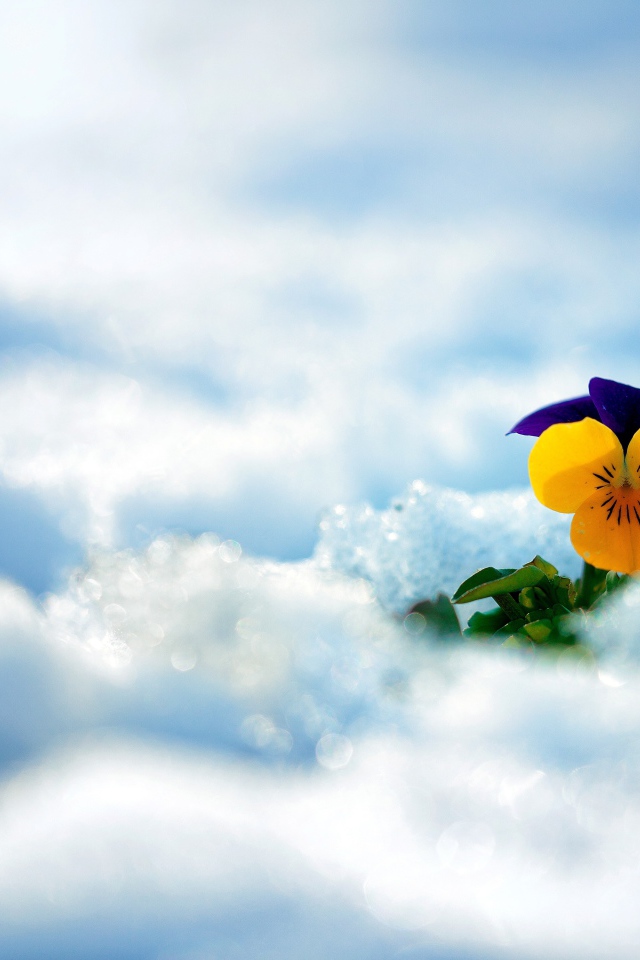 Маленький нежный цветок анютины глазки в снегу