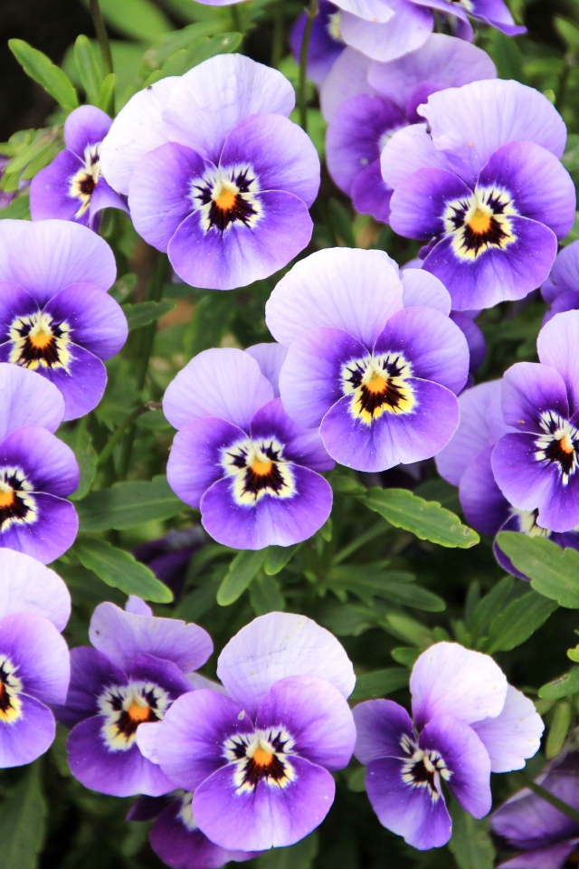 Маленькие нежные фиолетовые цветы анютины глазки