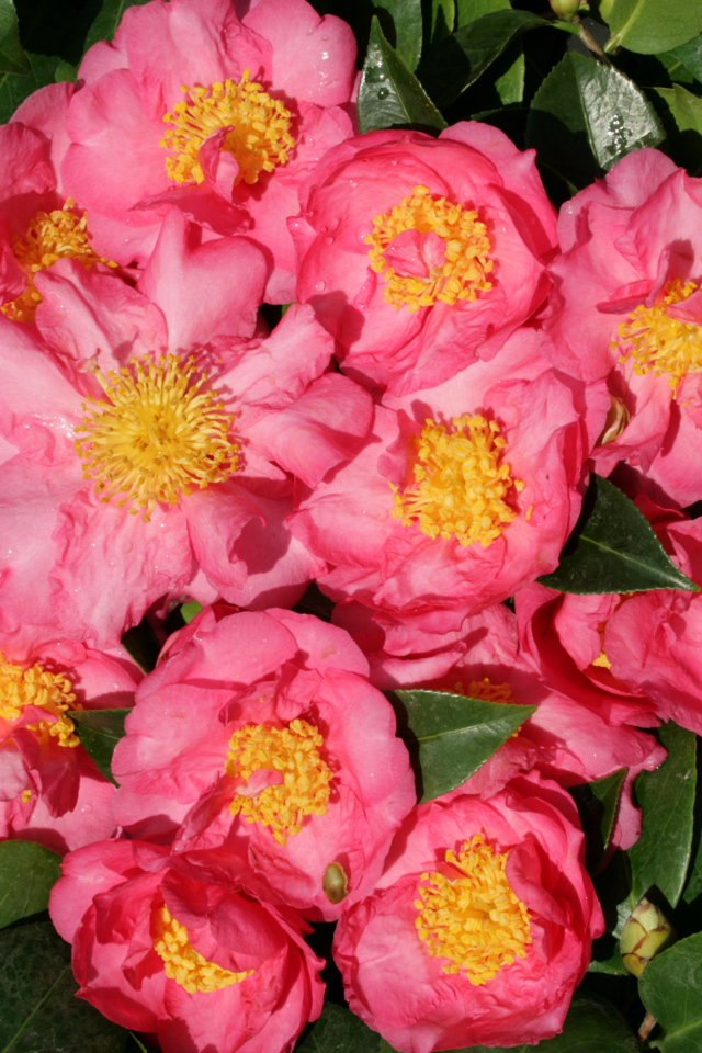 Мелкие розовые цветы камелии крупным планом